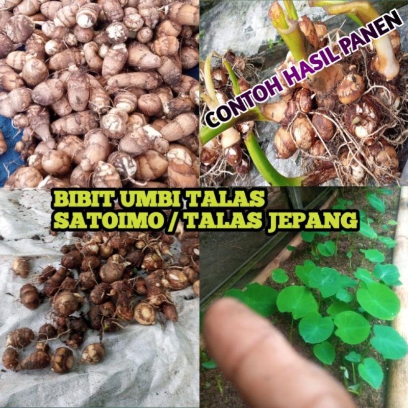 bibit umbi talas jepang / talas satoimo asli