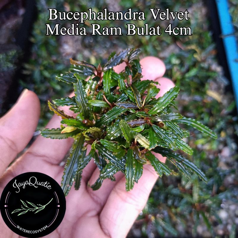 Tanaman Aquascape Bucephalandra Velvet media Ram bulat 4cm - Tatakan Bonsai