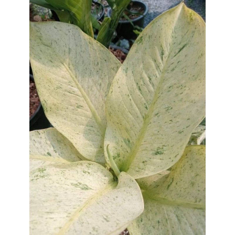 Diven Tisu Varigata Tanaman Hias Diven Tisu Varigata Tanamam Hias Murah Meriah Tanaman Hias Varigata