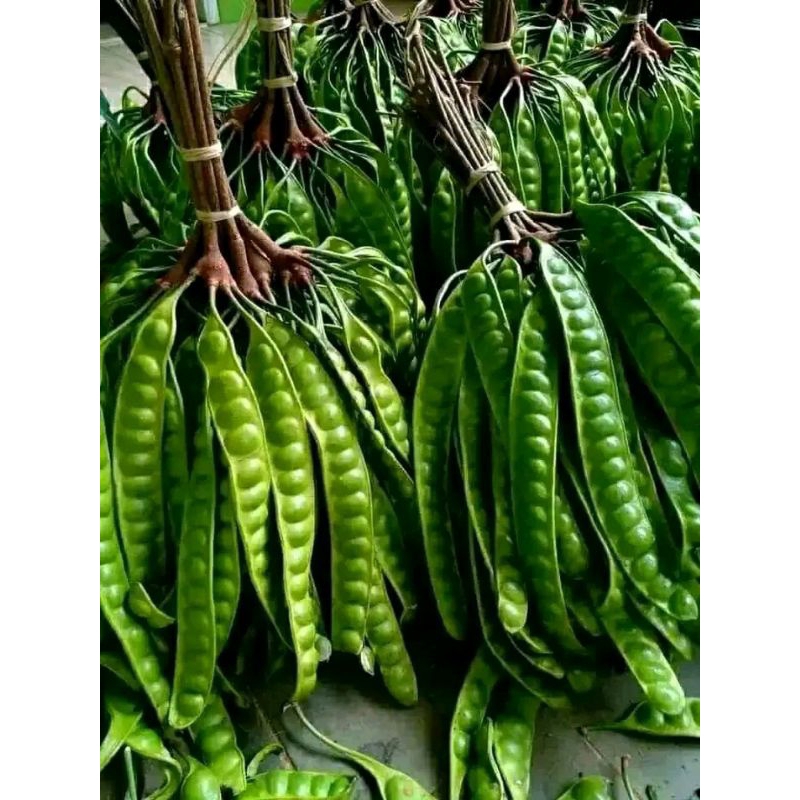 

Petai / peuteuy segar di jual per lonjor/papan