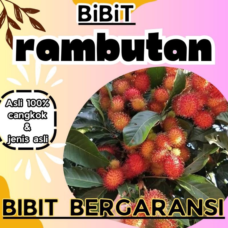 BIBIT RAMBUTAN SUPER ASLI CANGKOK
