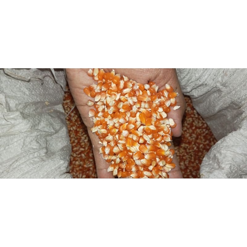 Jagung Kristal/Jagung Pakan Merpati/Ayam