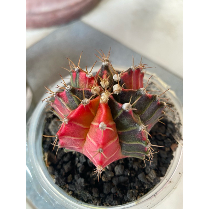 SALE Indukan Kaktus Gymno Miha / Milo / Starfire A5 ukuran 6cm