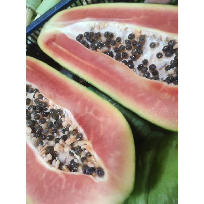 

MENGKAL BUAH PEPAYA MERAH / JAMIN SEGAR