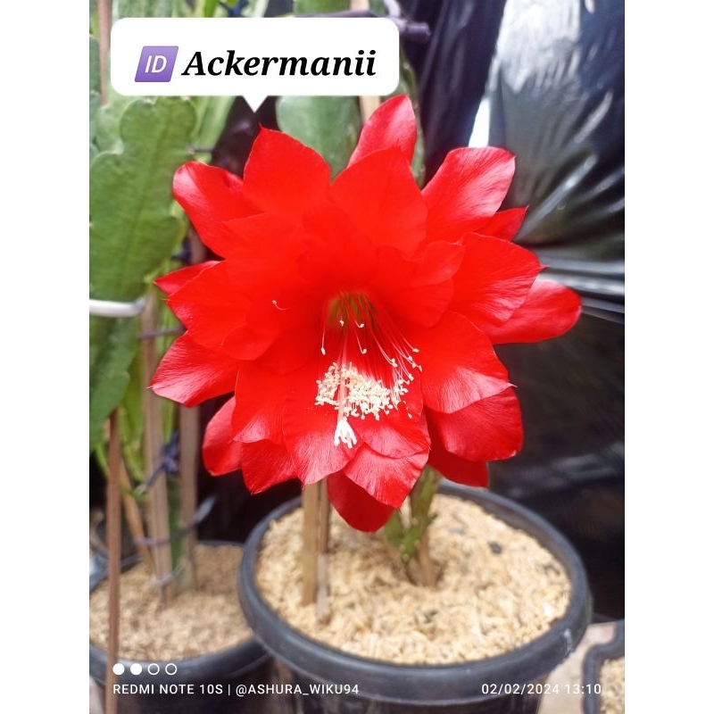 (INDUKAN) Wijaya Kusuma hibrid impor 🆔ACKERMANII