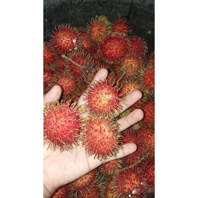

rambutan