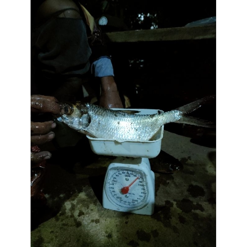 

ikan bandeng seruat