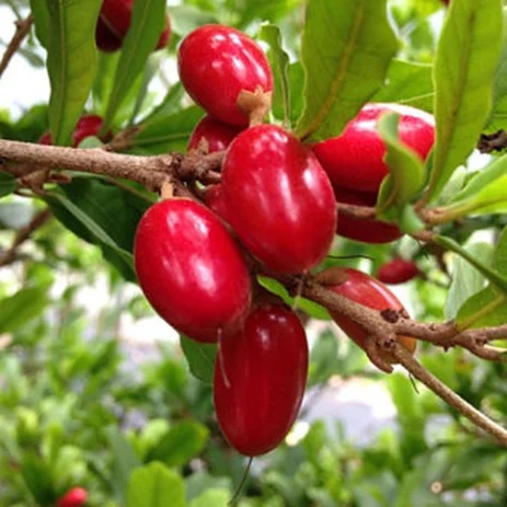 BERBUNGA... Bibit Pohon Buah Miracle Fruit Mirecle Fruit | Buah Ajaib Kondisi sudah Berbuah Lebat