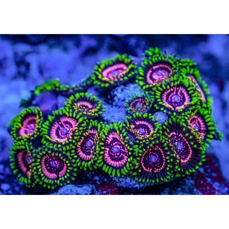 zoa koloni god armour