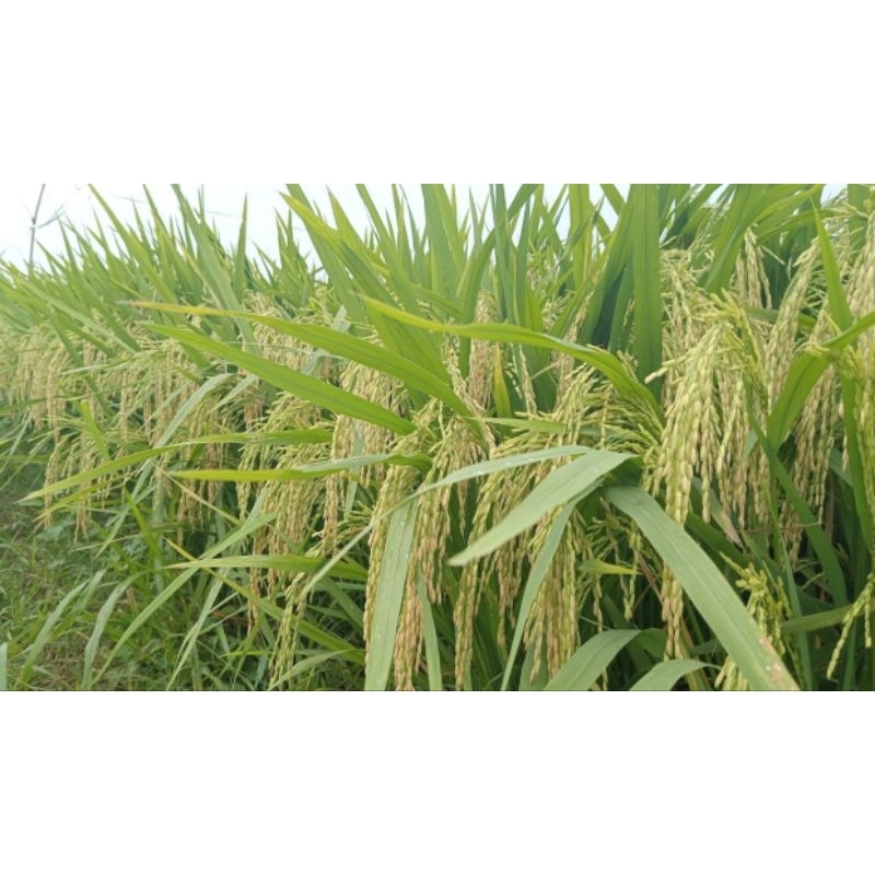 Benih padi Mr219, Mr269, Mr263, Mr308