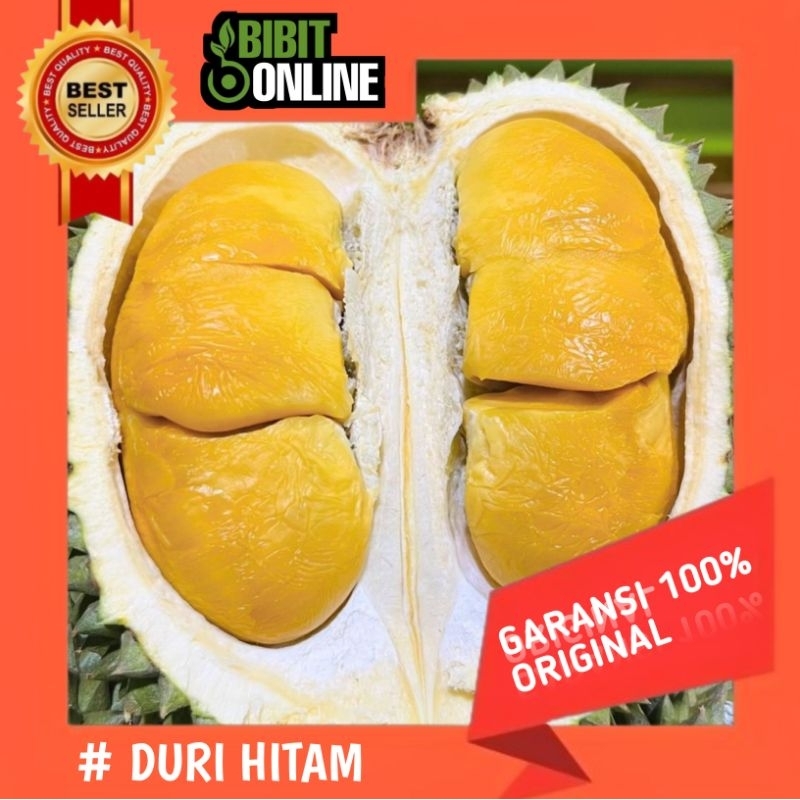 Bibit durian DURI HITAM original siap tanam.Tanaman buah hasil okulasi,Super genjah jumbo unggul bis