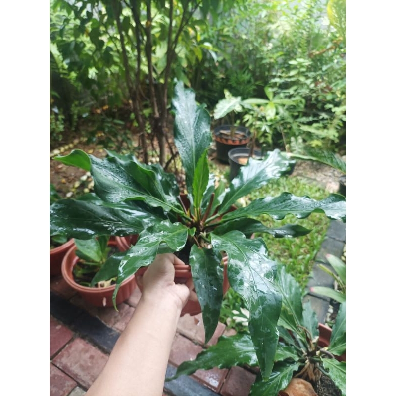 Anthurium gelombang cinta dewasa