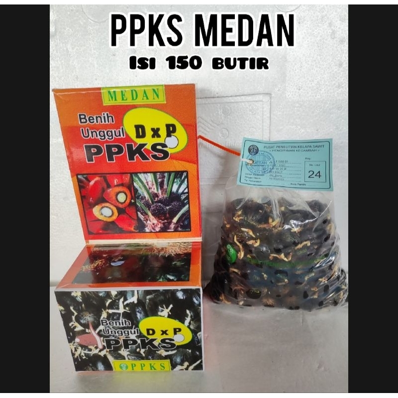 Bibit Benih sawit PPKS DxP Asli Medan