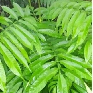 

Herbal Daun sungkai segar 500gr di petik ketika ada order masuk