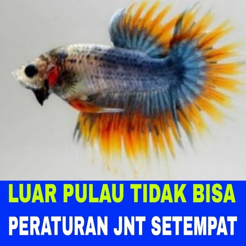 ikan cupang crowntail maskot sz M 10 pcs