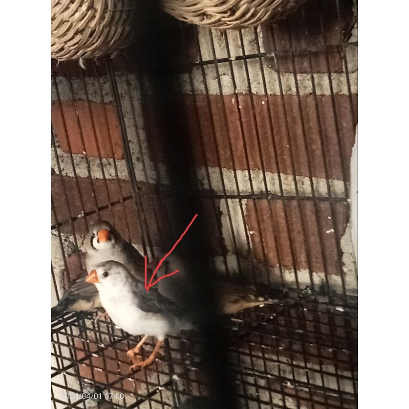 burung Zebra Finch