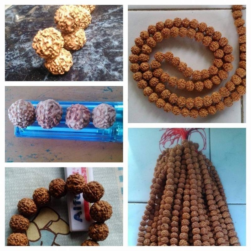 Javanese Rudraksha Jenitri Kebumen