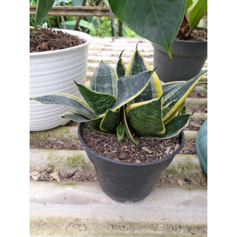 Tanaman Hias Sansivera Golden pagoda