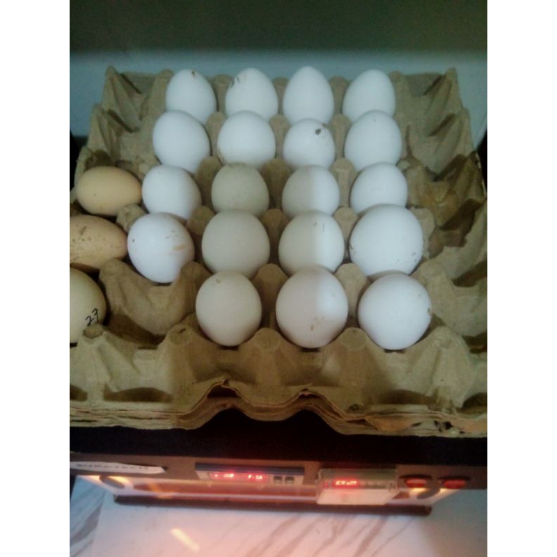 

Telor Ayam Kampung ORGANIC