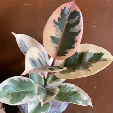 Tanaman picus Tineke