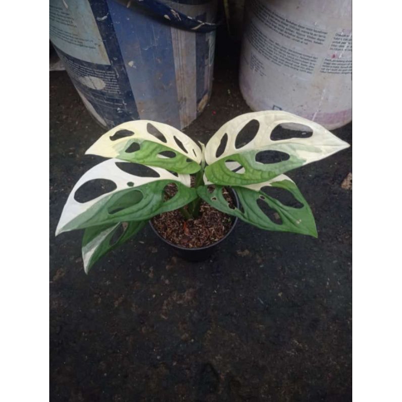 tanaman hias monstera adansonii variegata janbol jepang