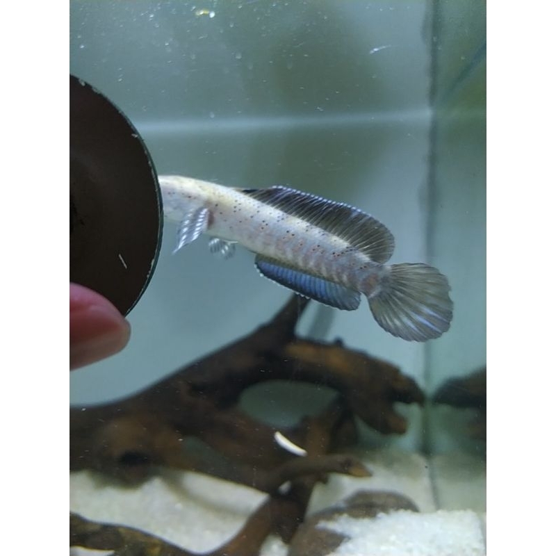 channa blue pulchra ±12 cm, flaring, mudah settle