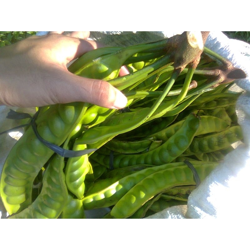 BIBIT PETE JUMBO BATANG BESAR SUPER RIMBUN