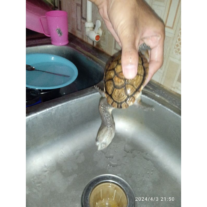 kura kura leher panjang / siebenrocky 2 tahun ±