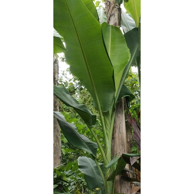 

Daun pisang Batu 1 kg