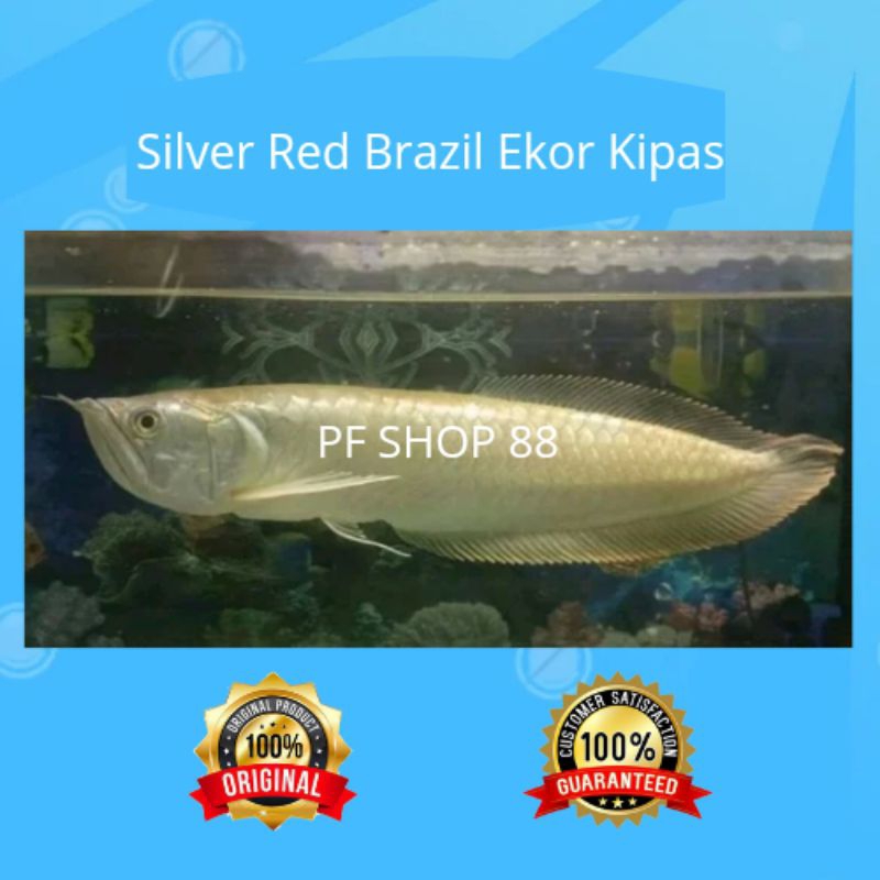 Arwana Silver Brazil 35 - 40 cm unik (ekor kipas)
