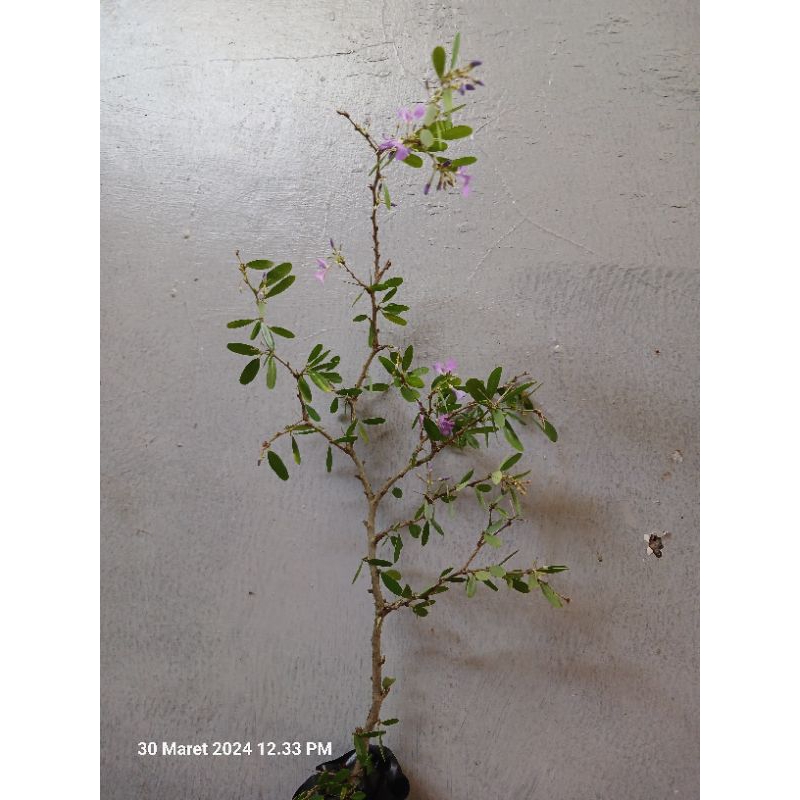 bibit saeng simbur bunga ungu vietnam