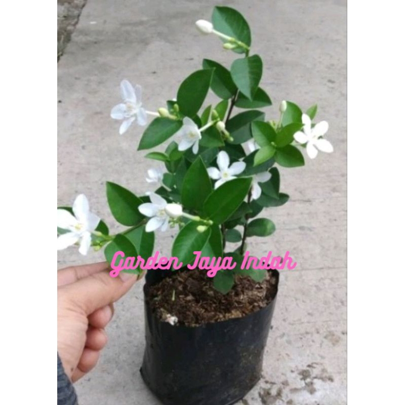 Tanaman Bunga Melati Jasmine Bunga Melati Yasmin / Tanaman Hias Melati Jasmin atau Melati Jasmine