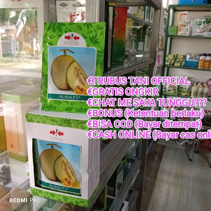 Benih Bibit Melon Madu Alina F1 Tipe Tahan Virus (Cocok ditanam di Cuaca Ekstrim hujan Kemarau, Pane