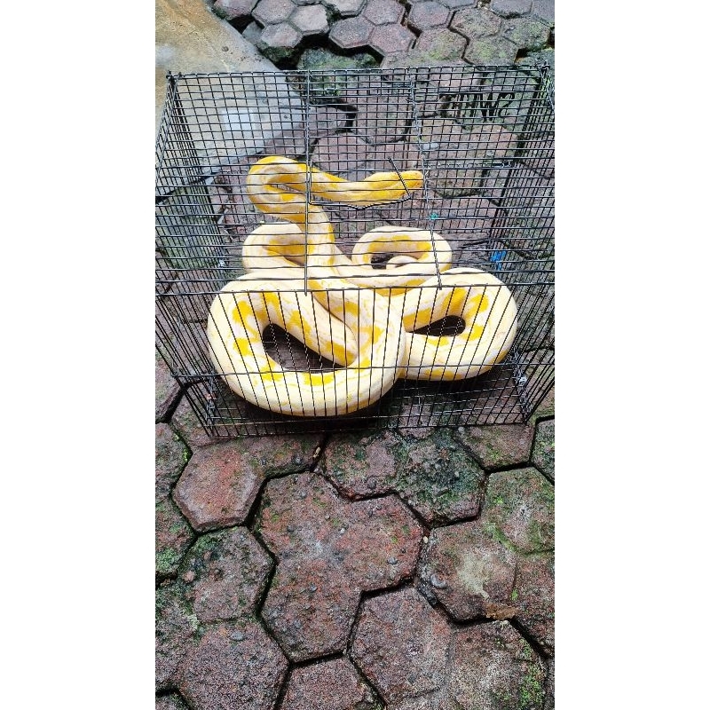 Reticulatus Amelanistic Albino