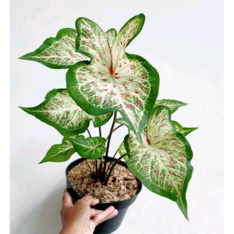 TANAMAN hias  KELADI GINGERLAND