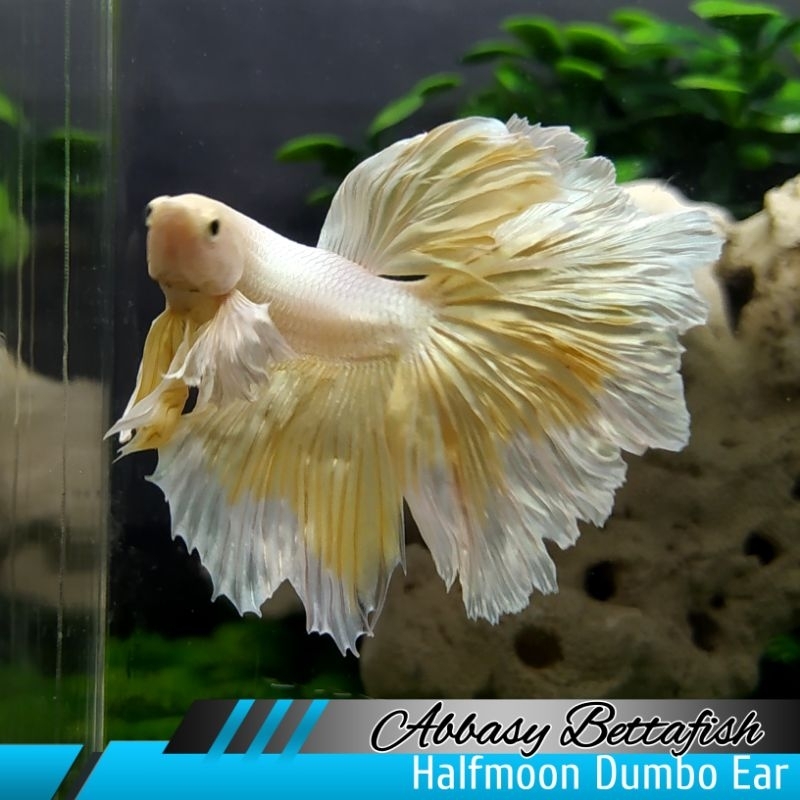 Halfmoon Dumbo Ear Soft Gold Male Real Picture