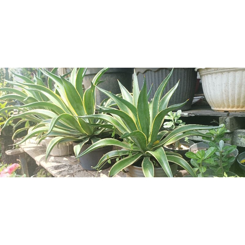 agave list kuning
