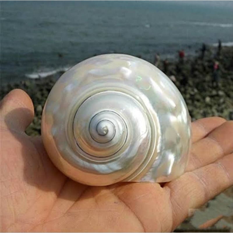 

Kerang Silver Koleksi 1pcs