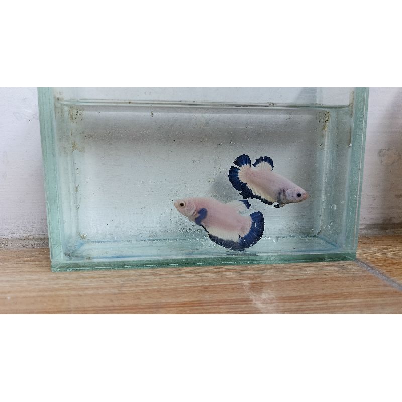 Ikan Cupang Sepasang