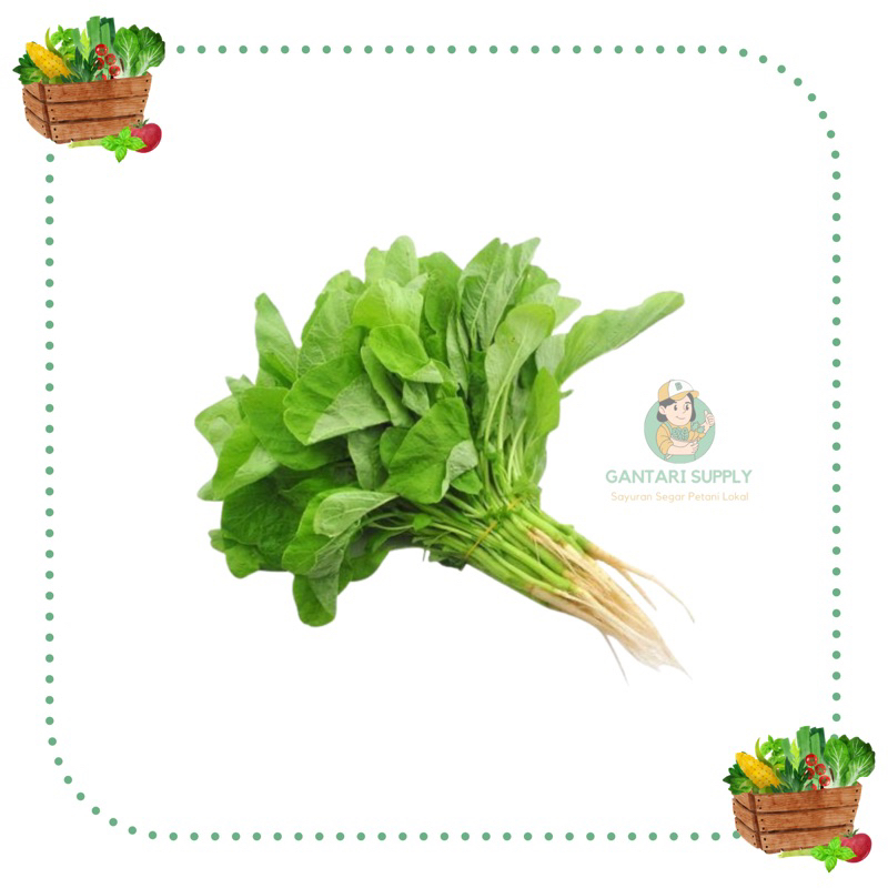 

Bayam / Bayem 1 Ikat Segar & Fresh