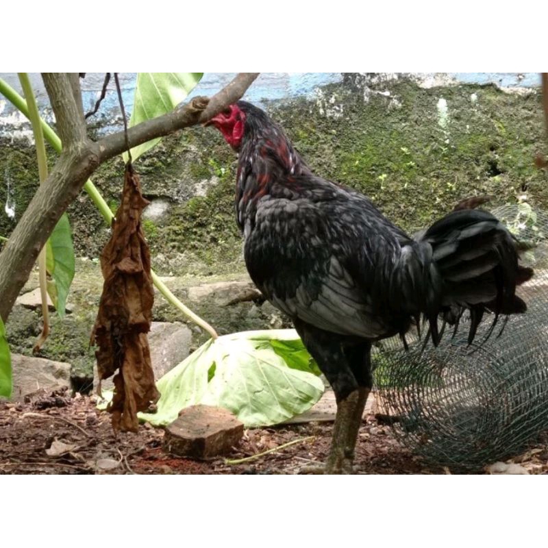 PAKET Ayam Kampung Jago '2', Ayam Kampung Biang '2' (Dewasa -Hidup-)