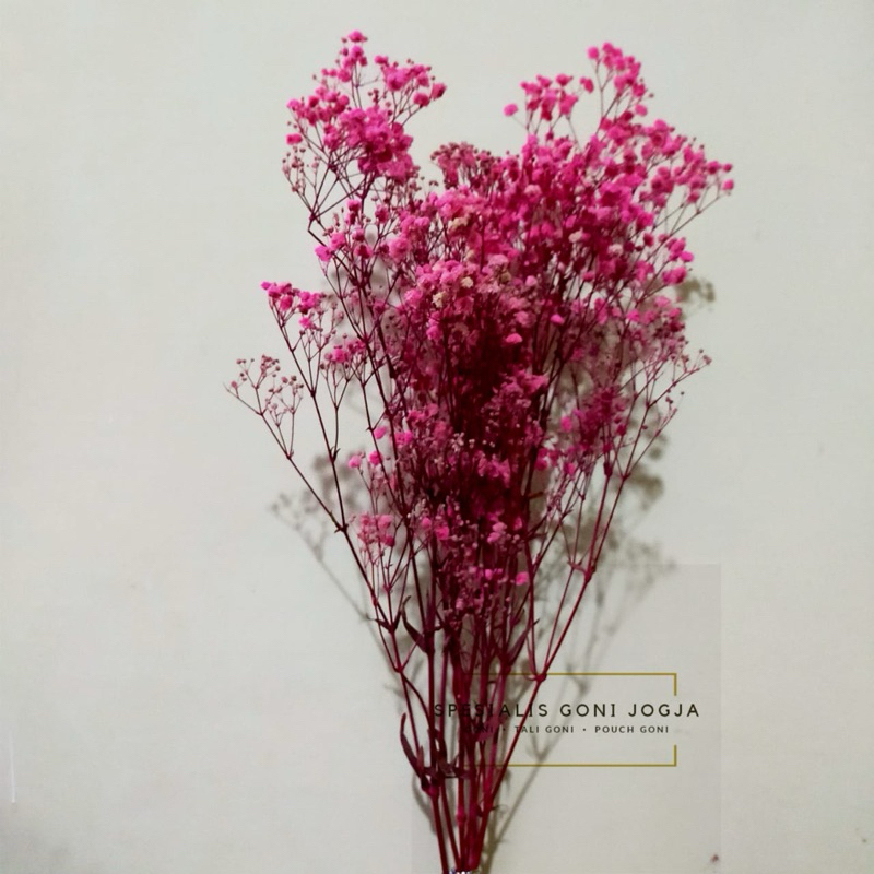 BabyBreath/Bunga Kering