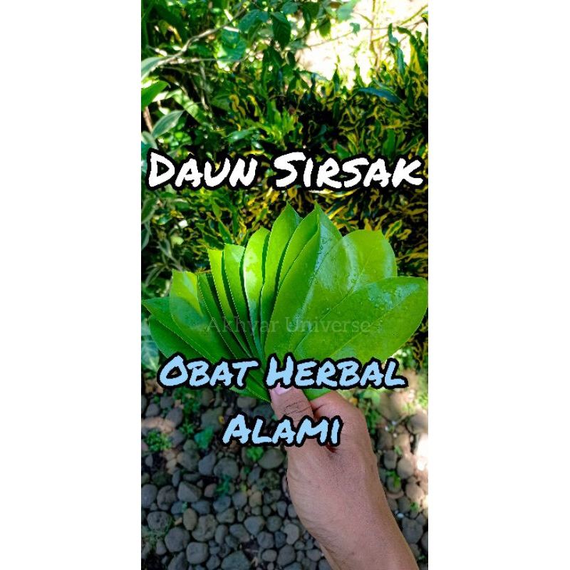 

Daun Sirsak herbal alami, Daun sirsak, daun nangka Sabrang, obat kanker, anti kangker