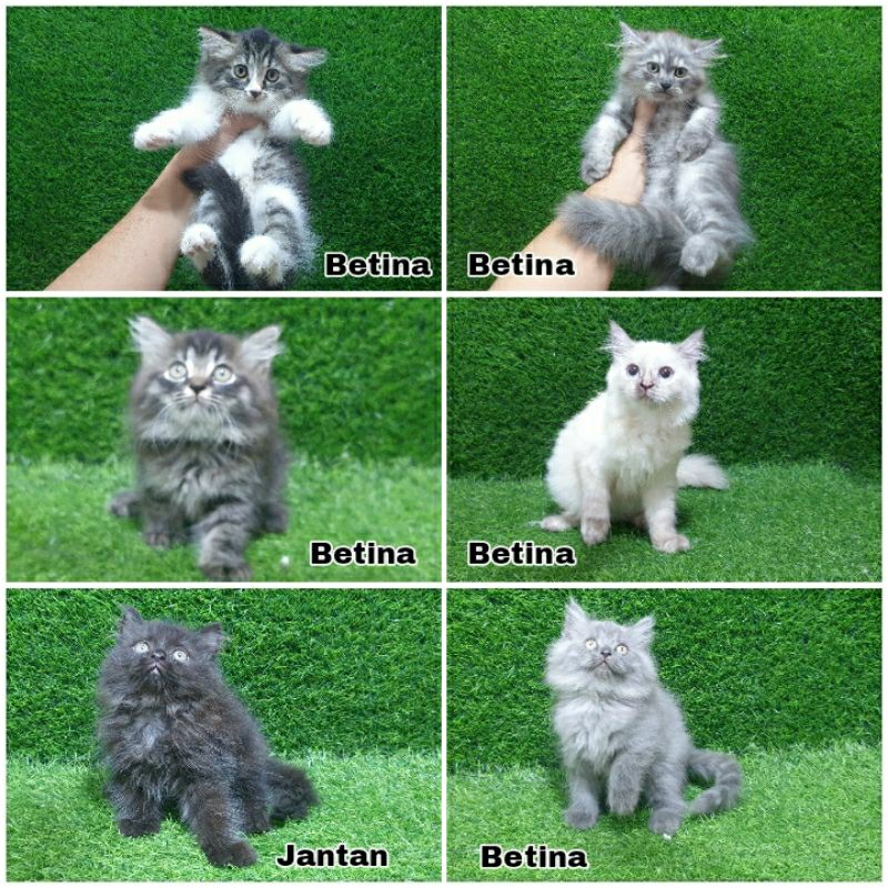 Jual anakan kucing Kitten persia 2.5 bulan jantan betina angora anggora munchkin himalaya ragdol sco