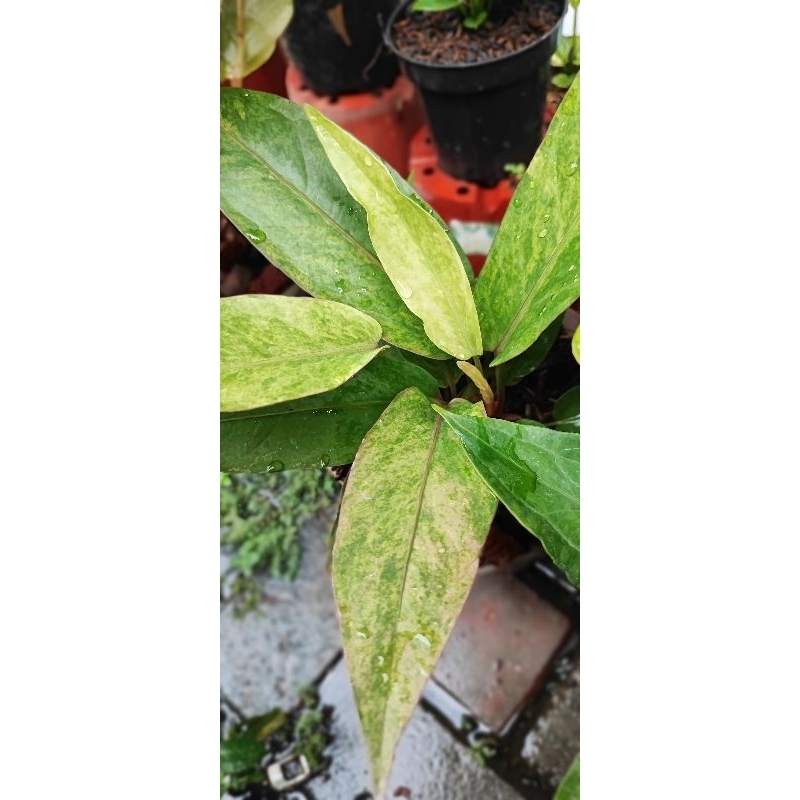 Hokeri Pink Polkadot X2