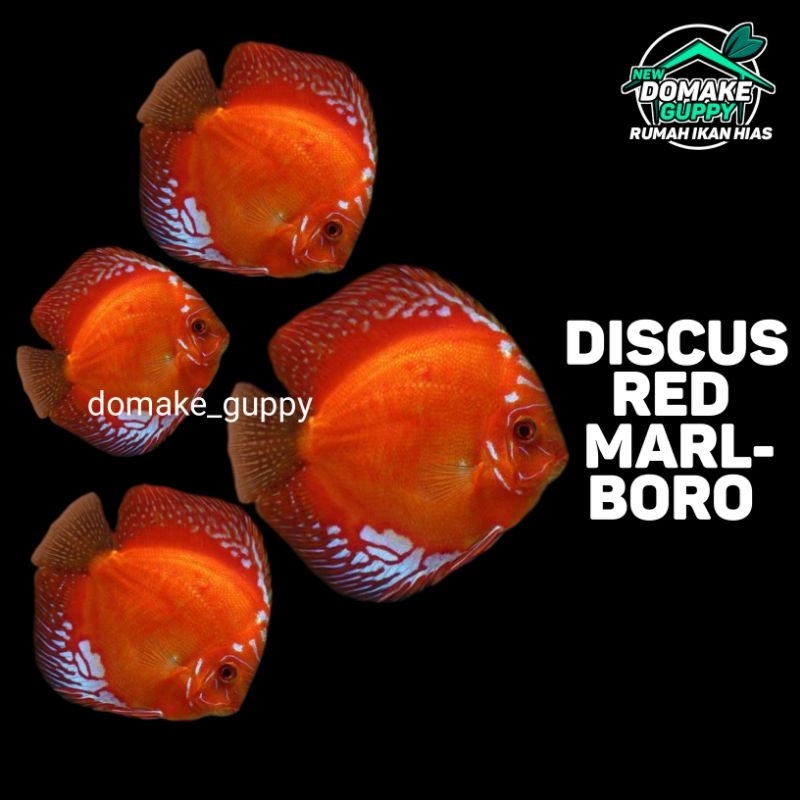 Packing Stayrofoam (Discus Red Marlboro)