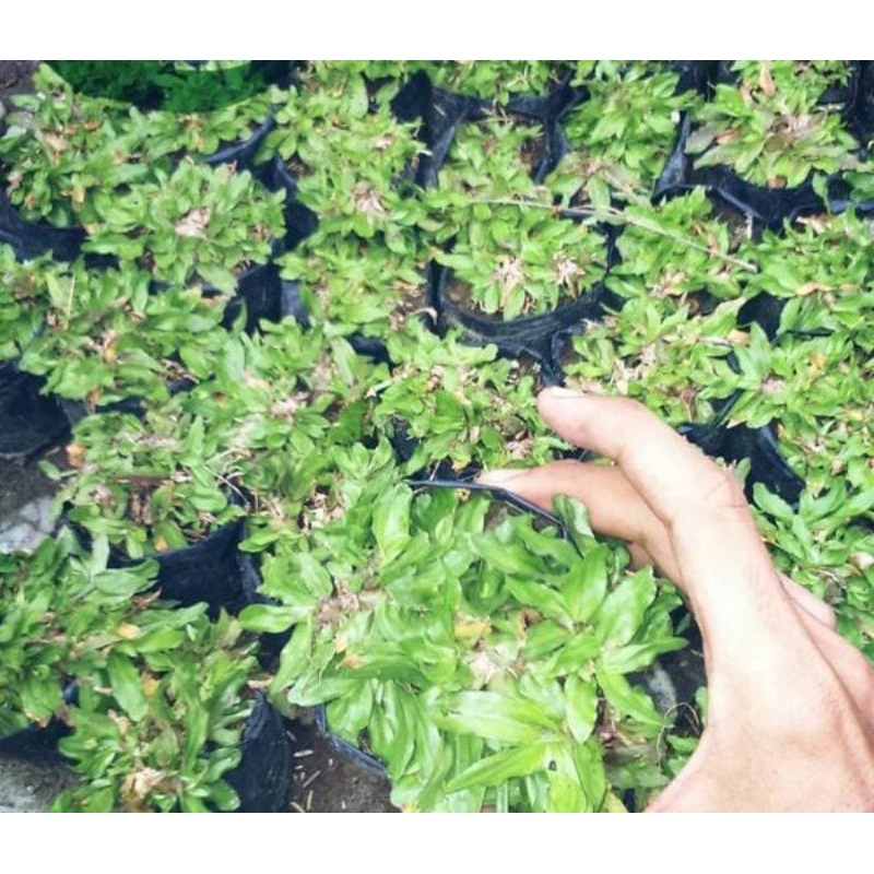 RUMPUT GAJAH MINI (UNTUK TAMAN)