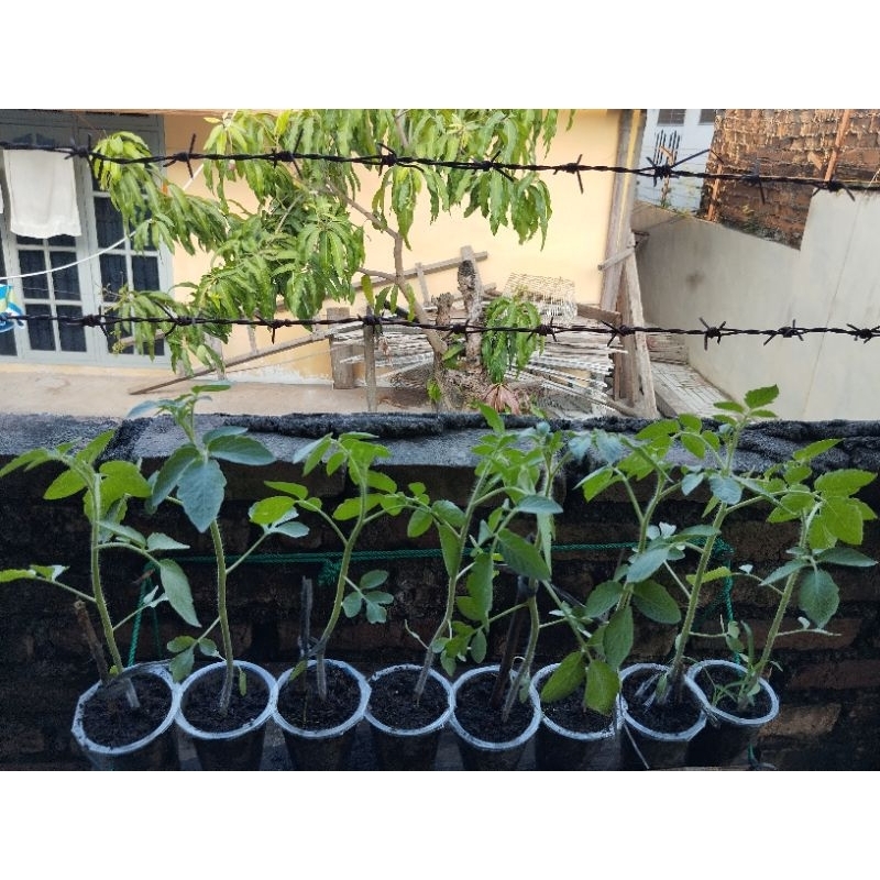 8 BIBIT TOMAT GUSTAVI F1 SIAP TANAM