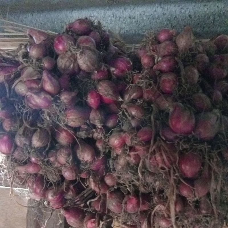 

Bawang merah bima