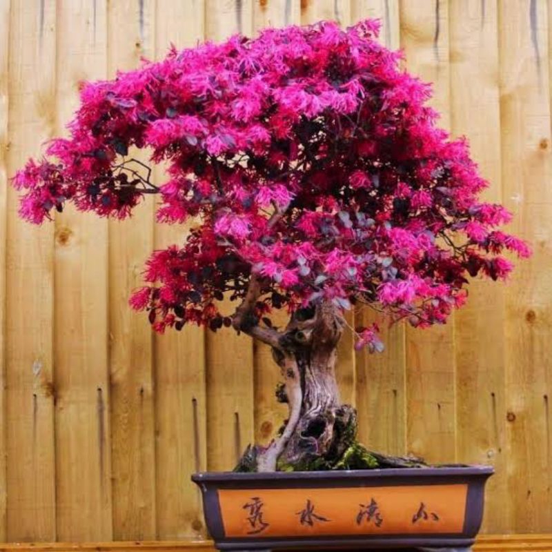 Tanaman Hias Serut Merah/Bonsai Serut Merah